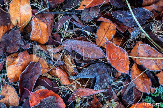 Picture of Autumn leaf foliage background covered in cold frost
